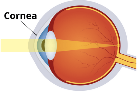 Cornea_eye_anatomy
