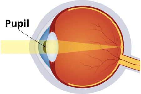 Pupil_eye_anatomy